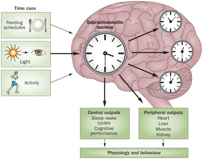 The clocks that time us'—circadian rhythms in neurodegenerative disorders |  Nature Reviews Neurology
