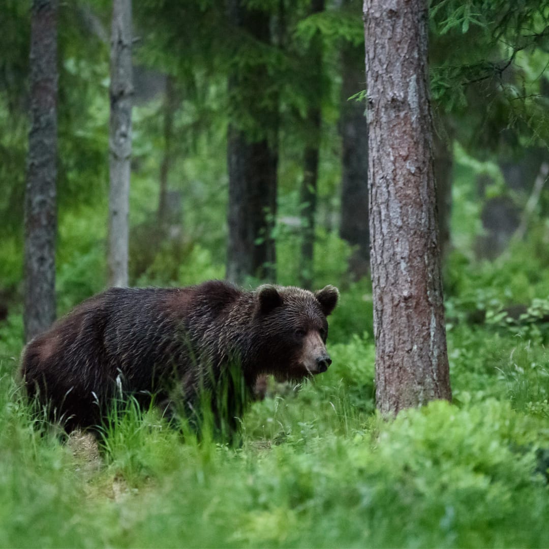 a dark colored bear in the woods