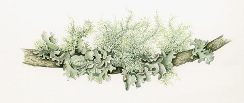 Introduction to Lichens - Lizzie Harper