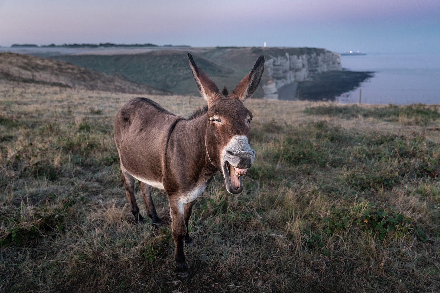 The origins of donkey domestication