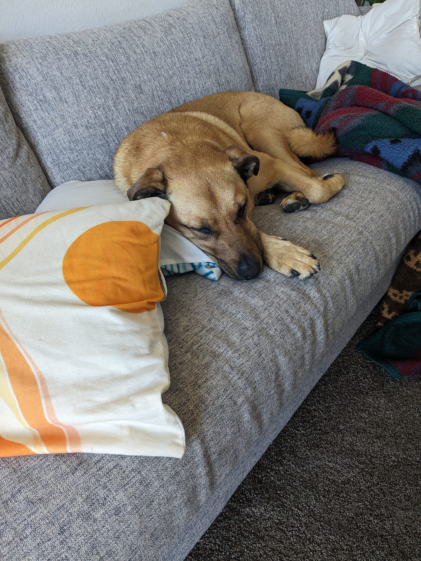 Dog sleeping on couch surrounded by throw pillows and blankets