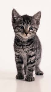 Image result for gray striped cats Image result for gray striped cats