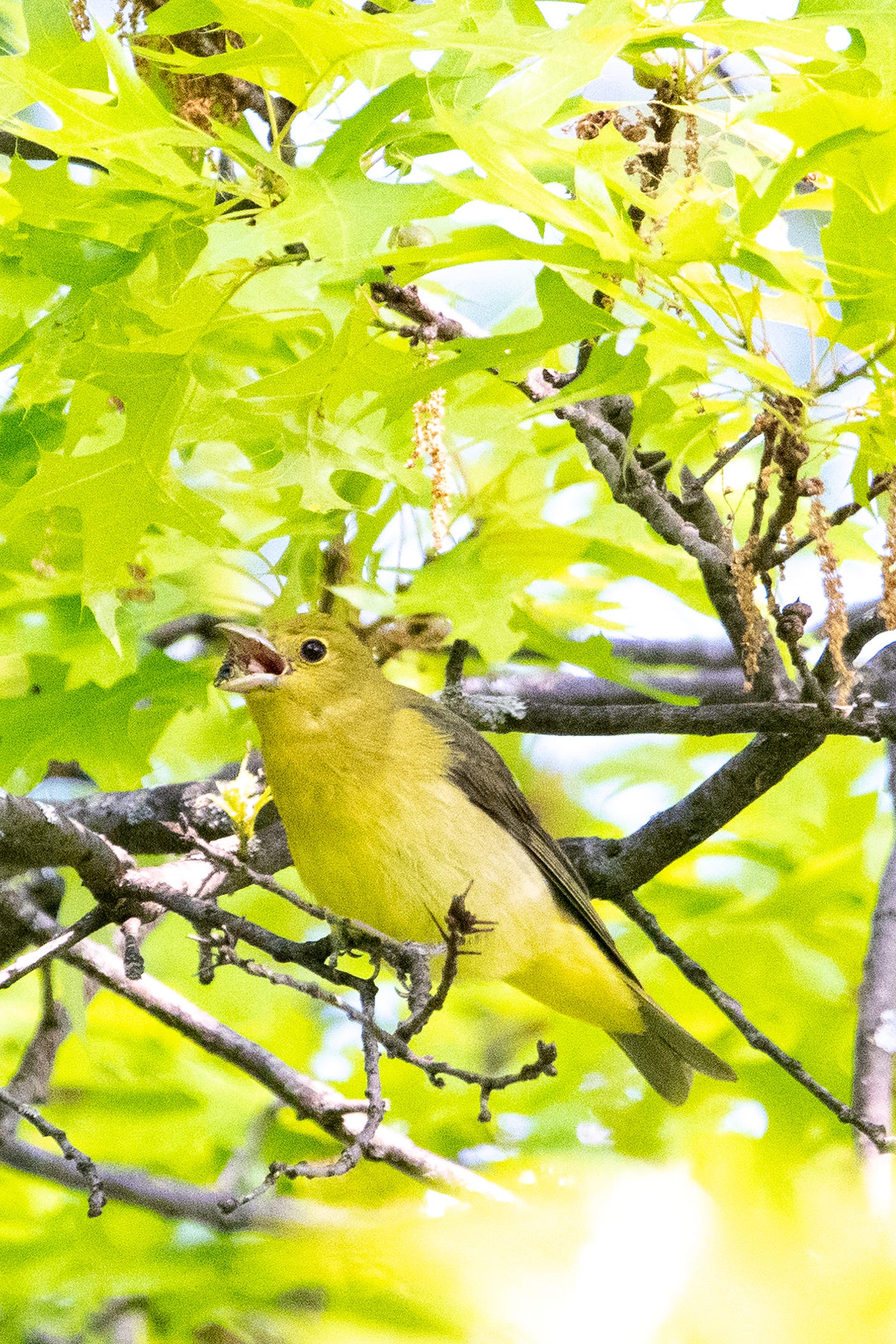 A chartreuse bird with grayish-brown wings, its beak wide open as it swallows a bug
