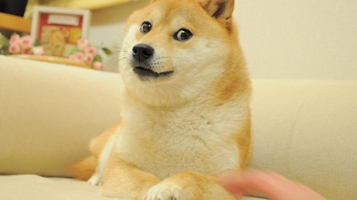 Famous Photo of Kabosu, Dogecoin Character