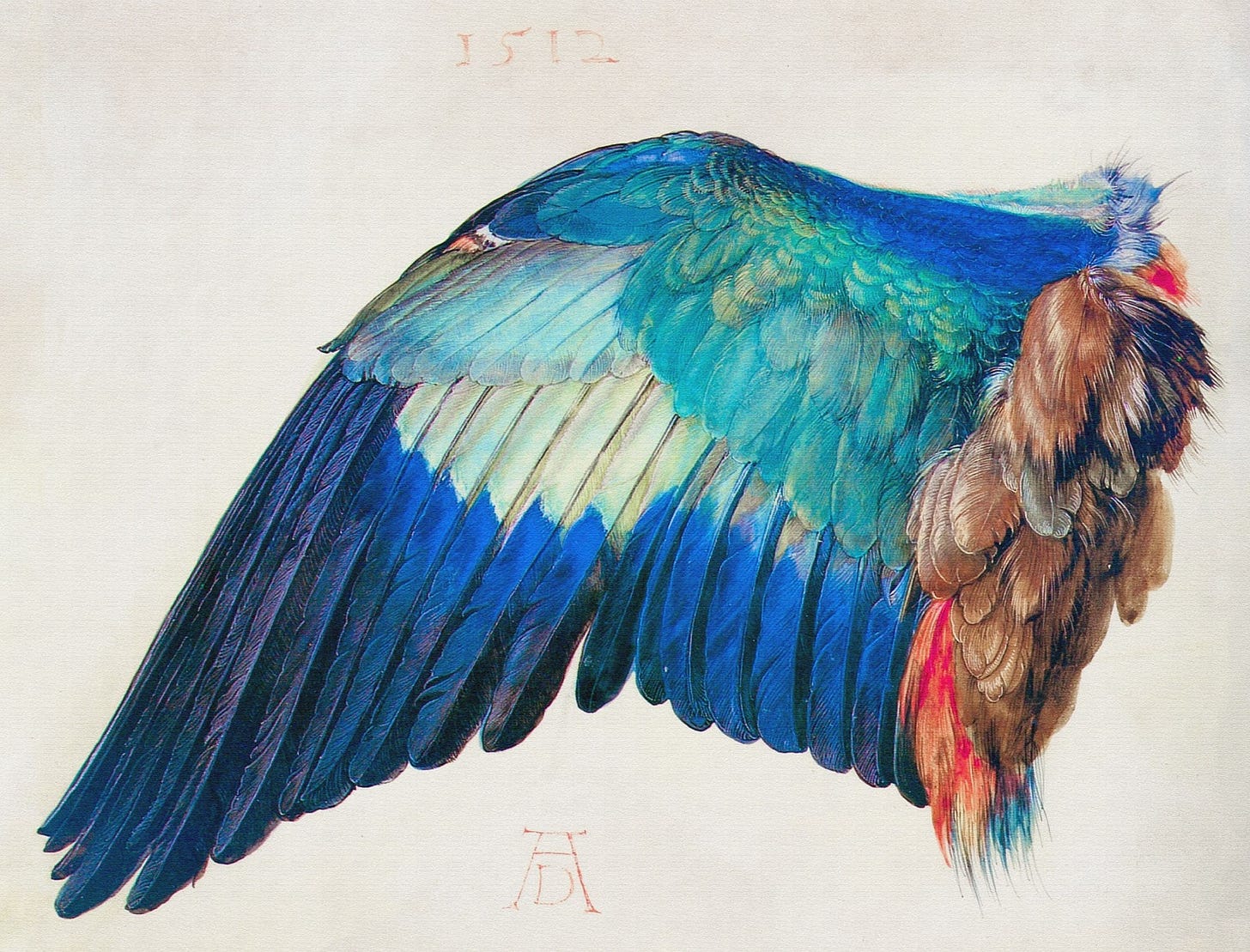 Wing of a Blue Roller by Albrecht Durer 1512 High Quality ...