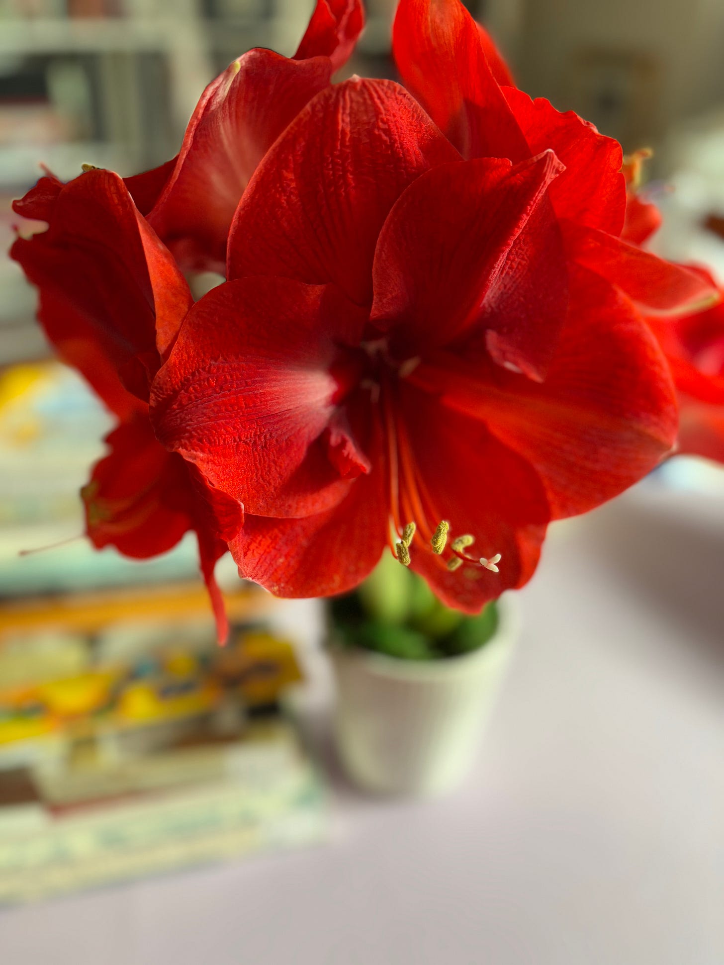 Amaryllis in bloom 2024