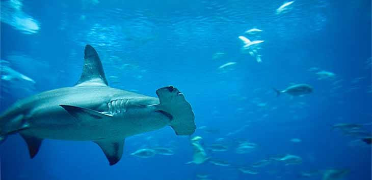 Photo of a hammerhead shark swimming among smaller fish.