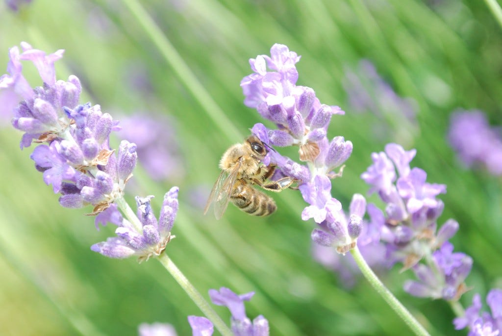 Bee pollinating lavender