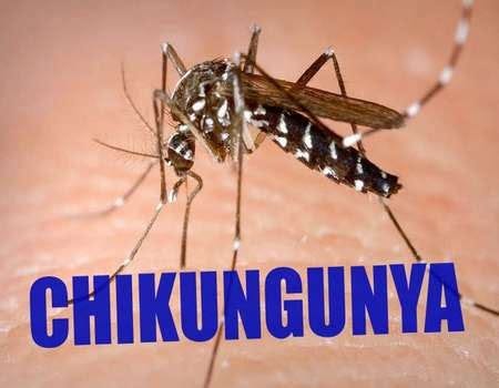 Chikungunya Fever: Cause, Mode of Transmission and Symptoms