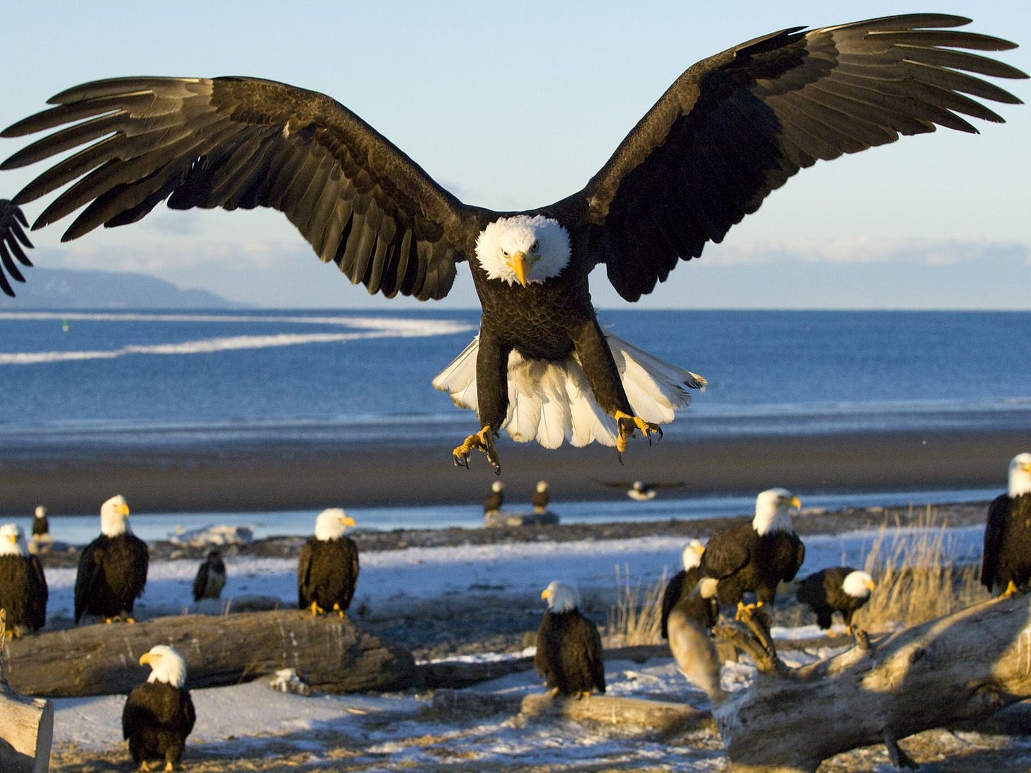 Bald Eagle | The Life of Animals