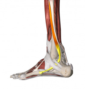 Anatomy Lateral Foot