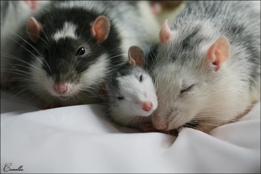 Rat Family http://ift.tt/2q9f1V7 | Cute animals, Cute rats, Rat family