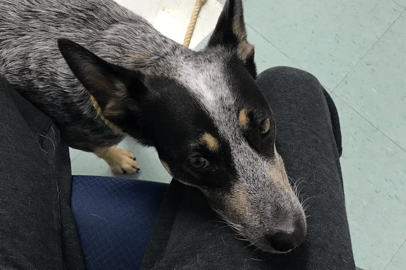 Scout, an Australian cattle dog diagnosed with idiopathic canine epilepsy, rests her head on her owner's thigh while in the veterinarian's office.