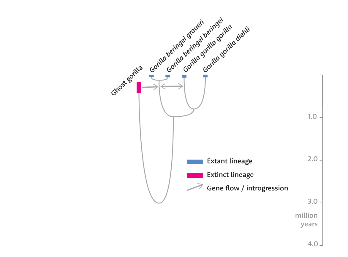 Introgression diagram between gorilla subspecies and a ghost population