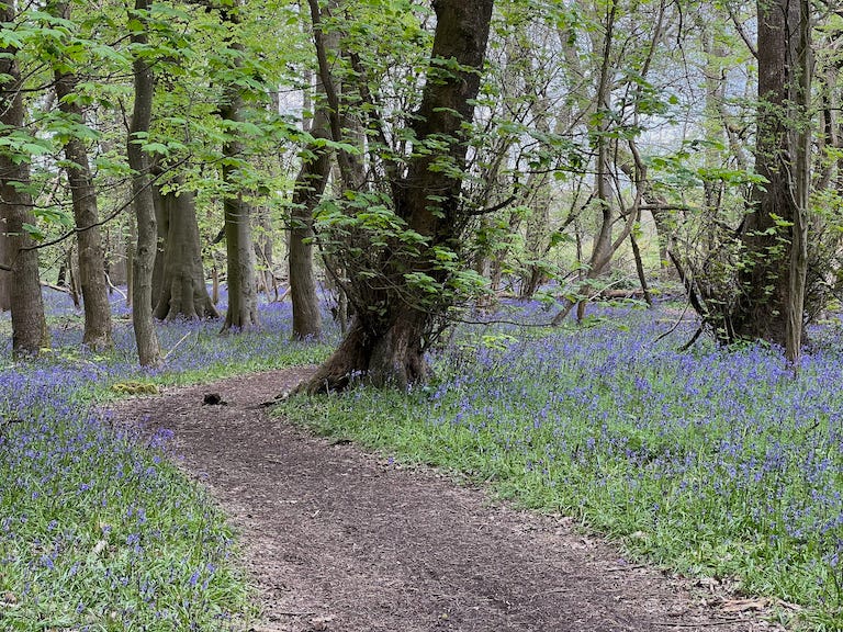 Photo by Author — Bluebells (Hyacinthoides non-scripta) in my local wood