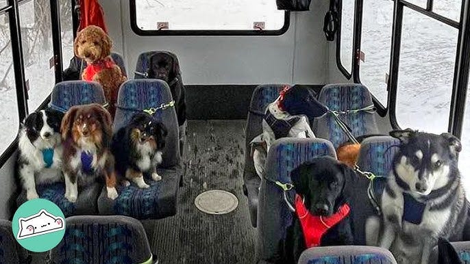 Doggie bus in Alaska takes puppies on walks and adventures - YouTube
