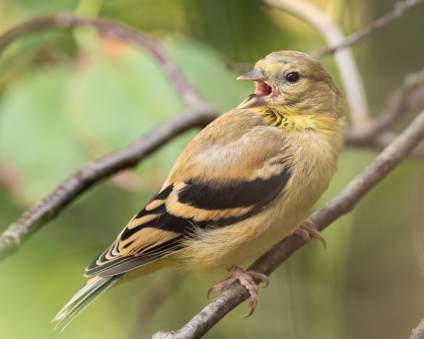 The young goldfinch is perched on a twig with its mouth gaping open. It's looking off to the side. Form this angle, yuo can see its yellowish throat, and its wings are a beautiful black and tan stripe pattern.