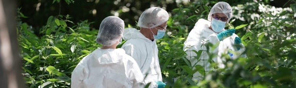 Specialist forensic officers wearing white overalls searching in woodland