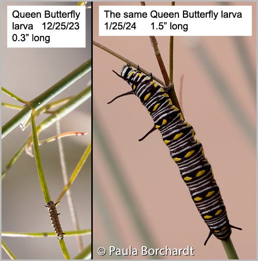 Comparison of the size of the same Queen Butterfly larva on 12/25/23 and 1/25/24