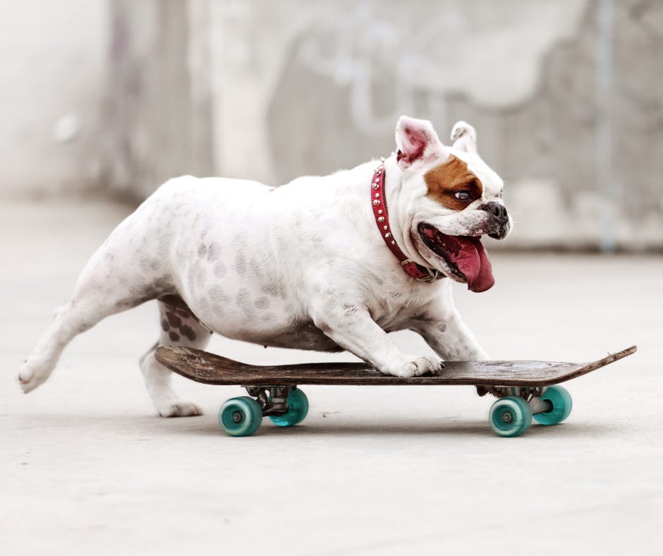 bulldog riding a skateboard with a look of concentration on its face