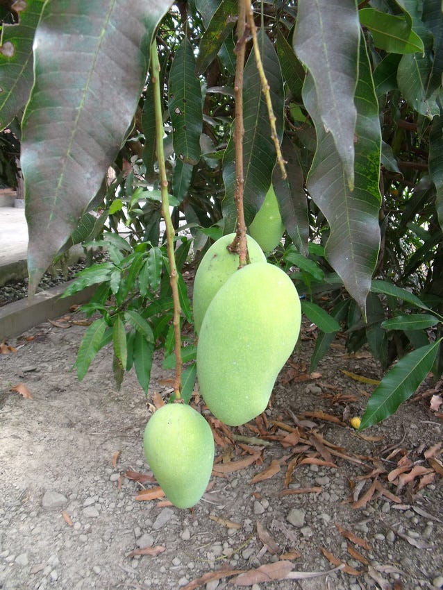 Mangoes on tree: Tomok - Sumatra