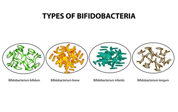 Benefits of bifidobacteria – Food Microbiology Academy
