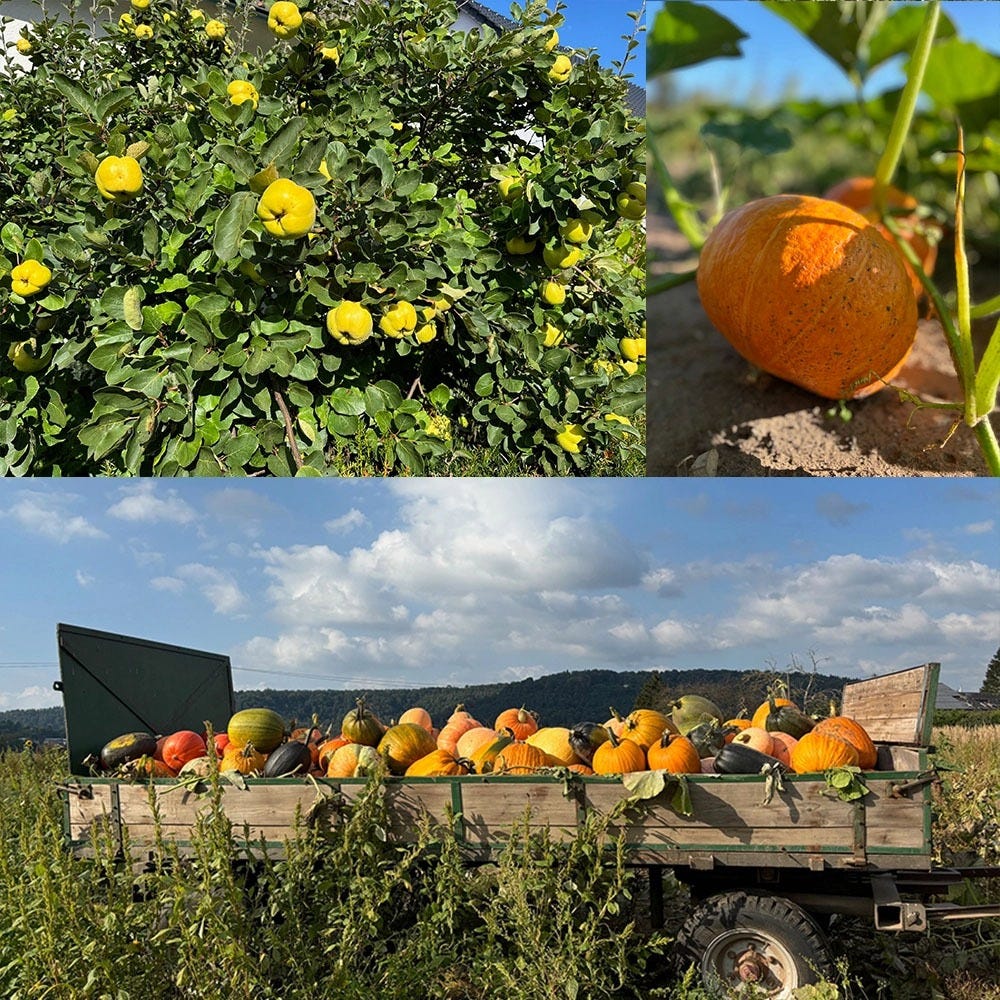 Pumpkins and Quince Fruits