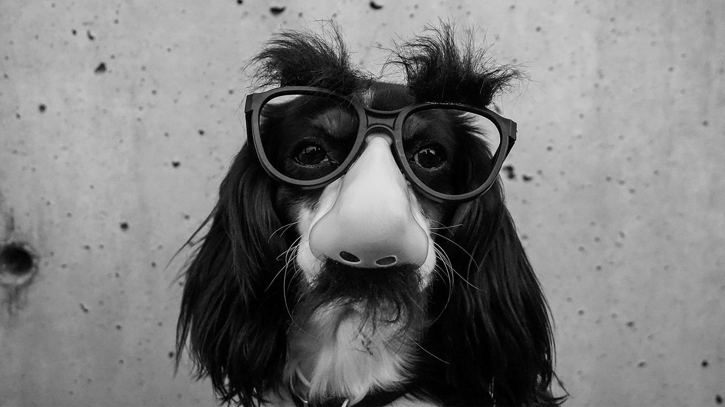 Portrait of a long eared dog wearing plastic glasses with a plastic nose