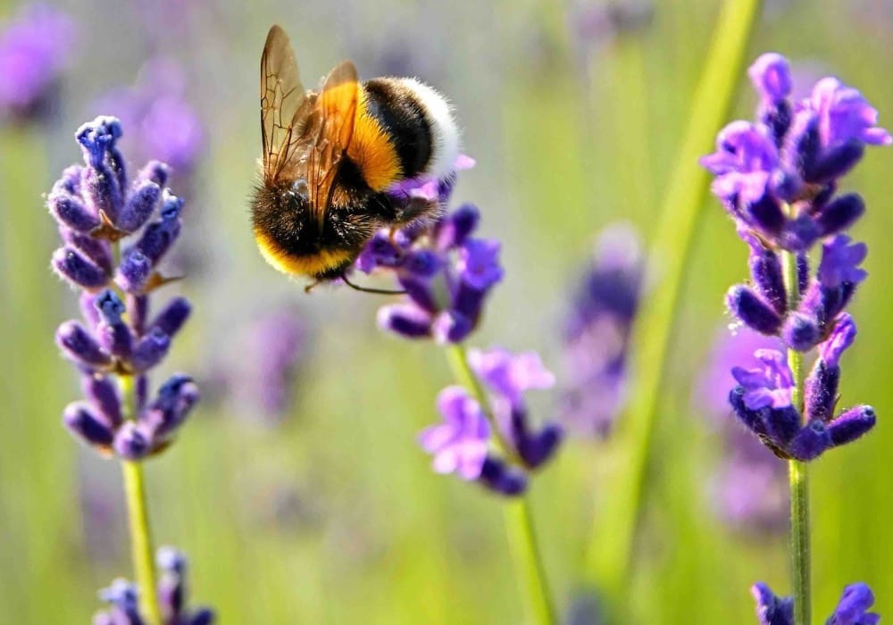 Chubby bumblebee on lavender flowers