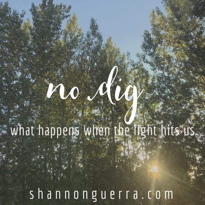 no dig: what happens when the light hits us | Shannon Guerra