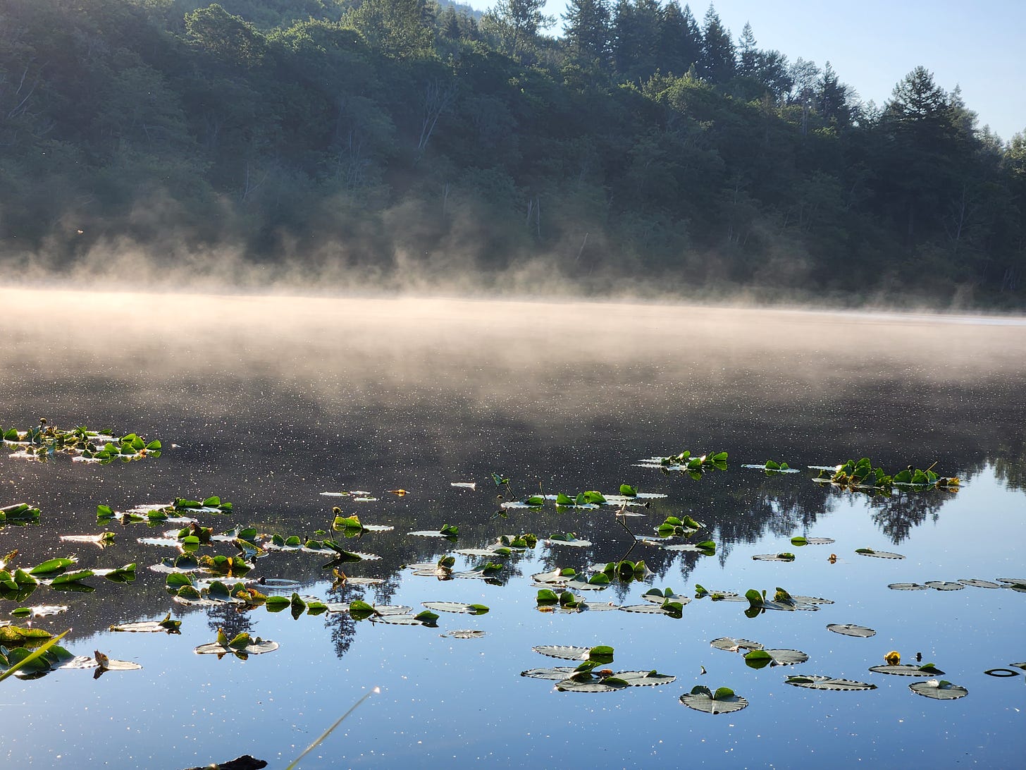 lake with lilypads and slight fog