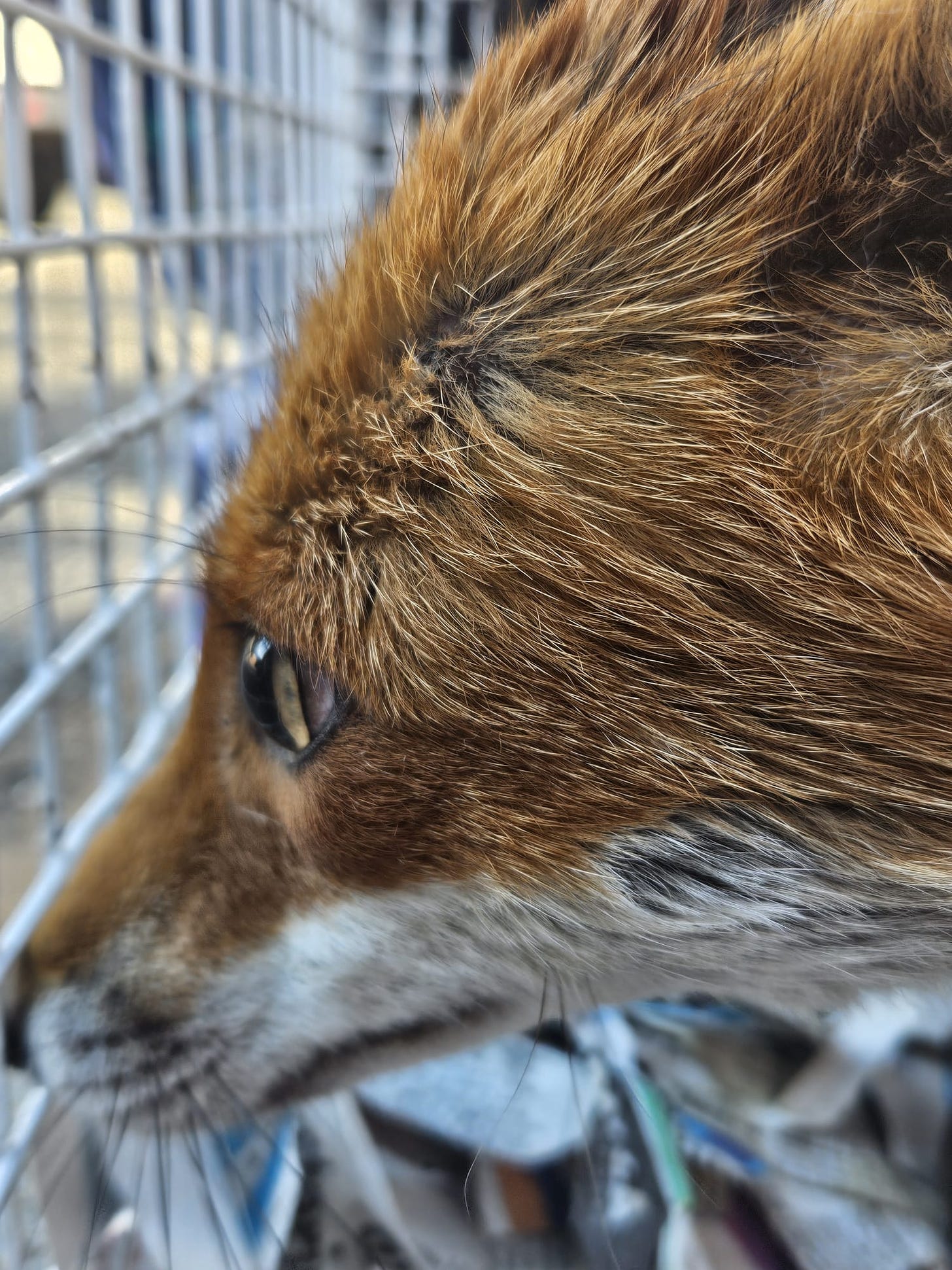 This fox was rescued from a known wildlife killer