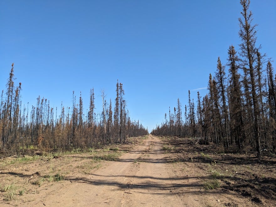 a dirt road leads into a burned forest