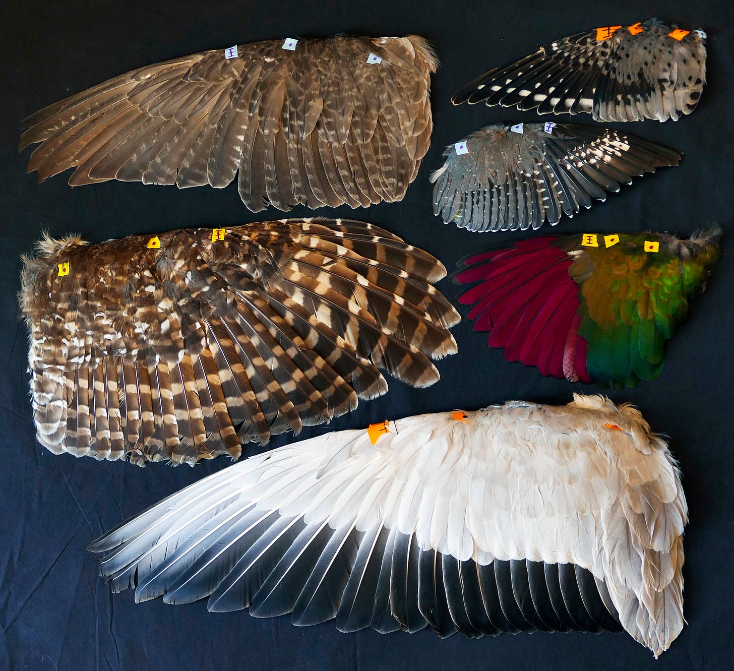 Image of the Day: Flight Styles | The Scientist Magazine®