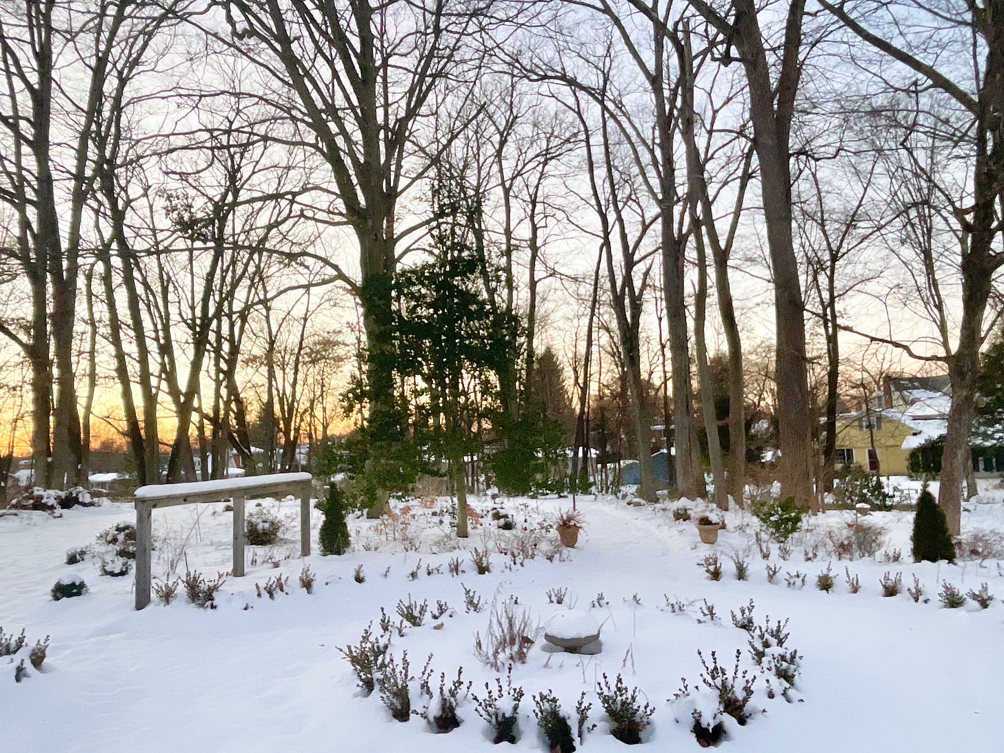 Sunset in the Woodland Garden in January. These are always the best sunsets of the year!