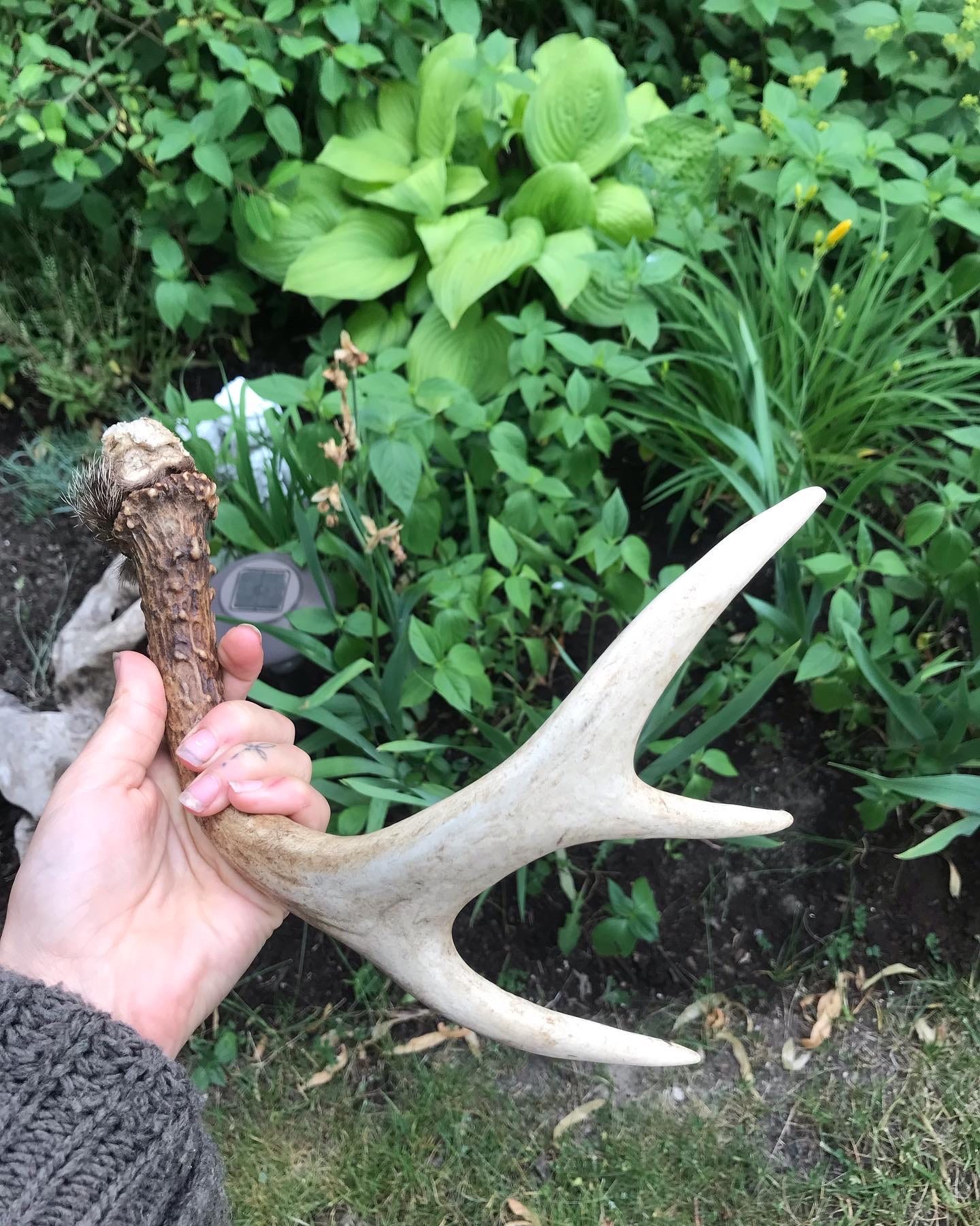 deer antler in the garden