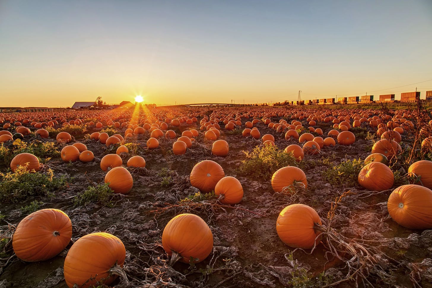 37 Best Pumpkin Farms Near Me 2023 - Pumpkin Picking Near Me