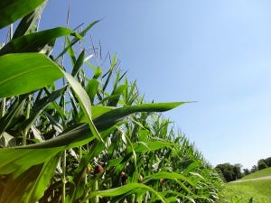 Corn sky