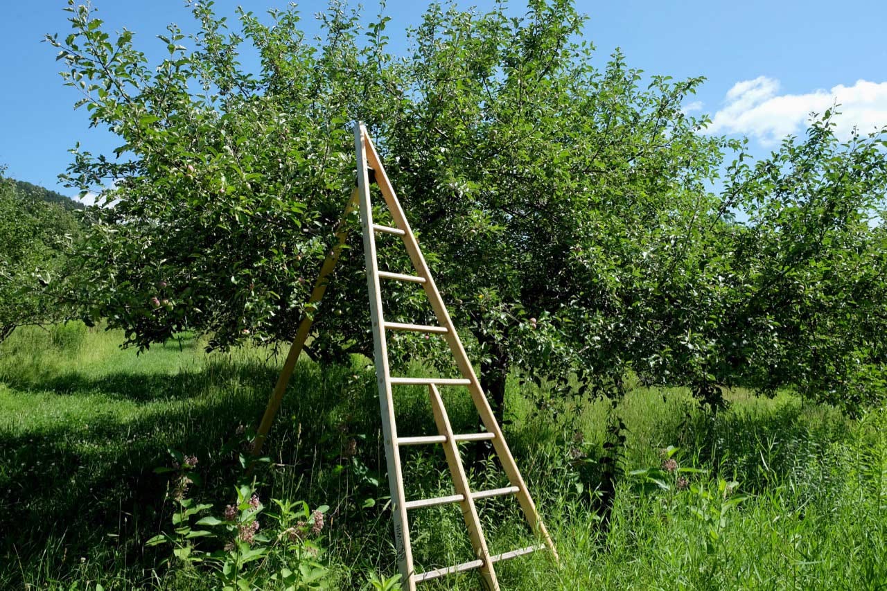Teddy Weber’s apple ladder