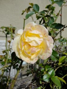 Rose in bloom