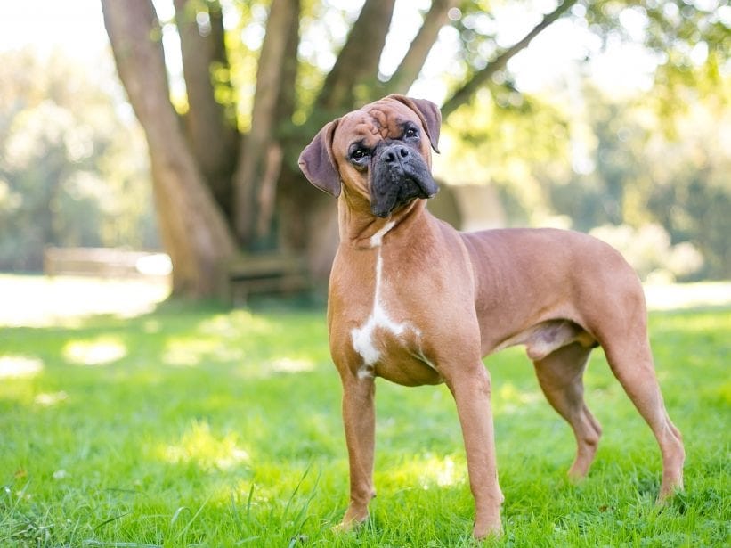 Boxer Dog Breed: Characteristics, Care & Photos | BeChewy