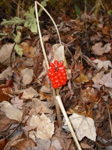 Fall berries