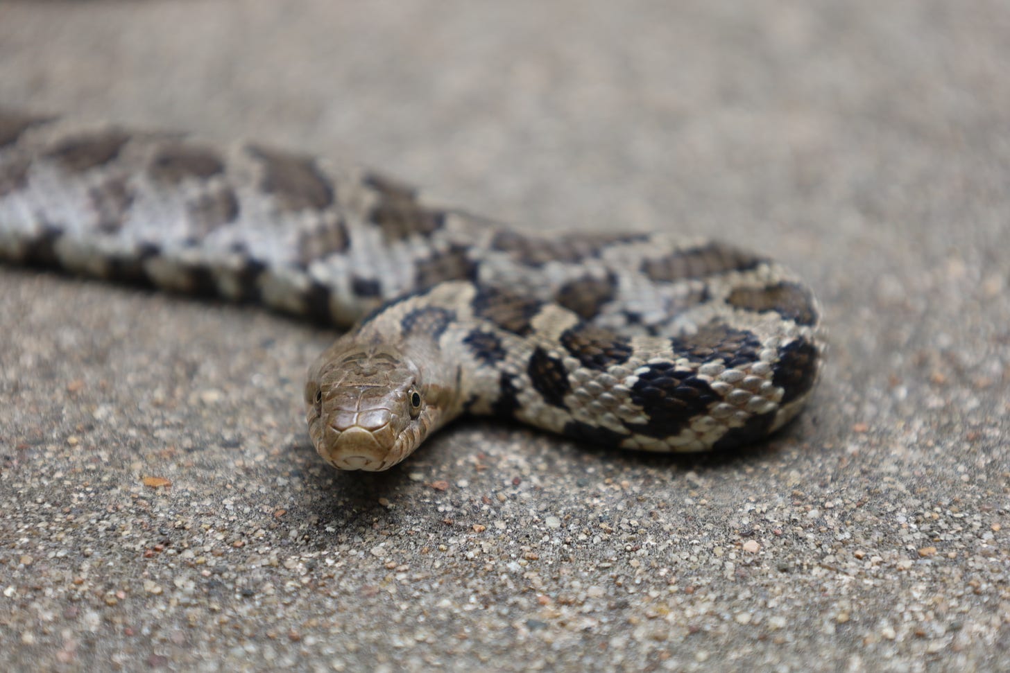 Fox snake at the Genuine Faux Farm