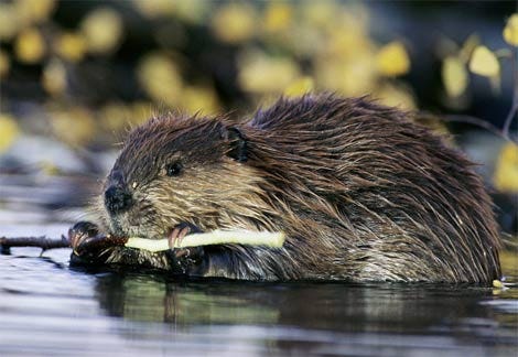 Beaver Pond