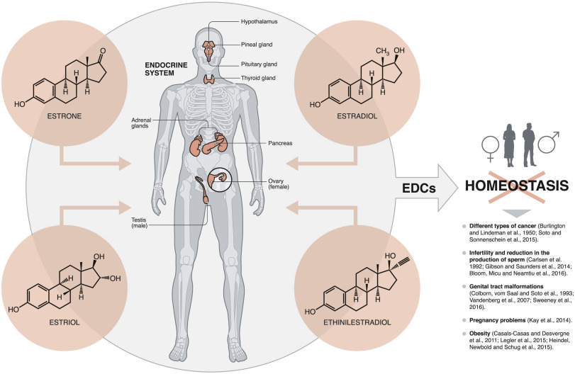 Water contamination by endocrine disruptors: Impacts, microbiological  aspects and trends for environmental protection - ScienceDirect