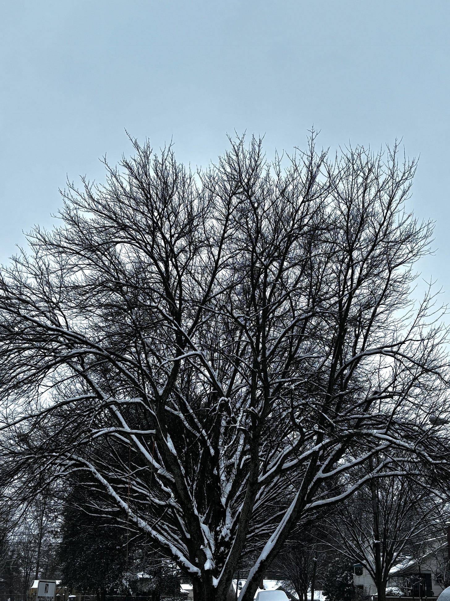 A tree with bare branches with snow on them