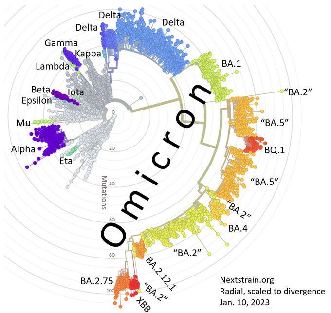 Evolutionary tree of SARS-CoV-2 variants showing the large amount of diversity and divergence within "Omicron" compared to other variants that had Greek letters assigned.