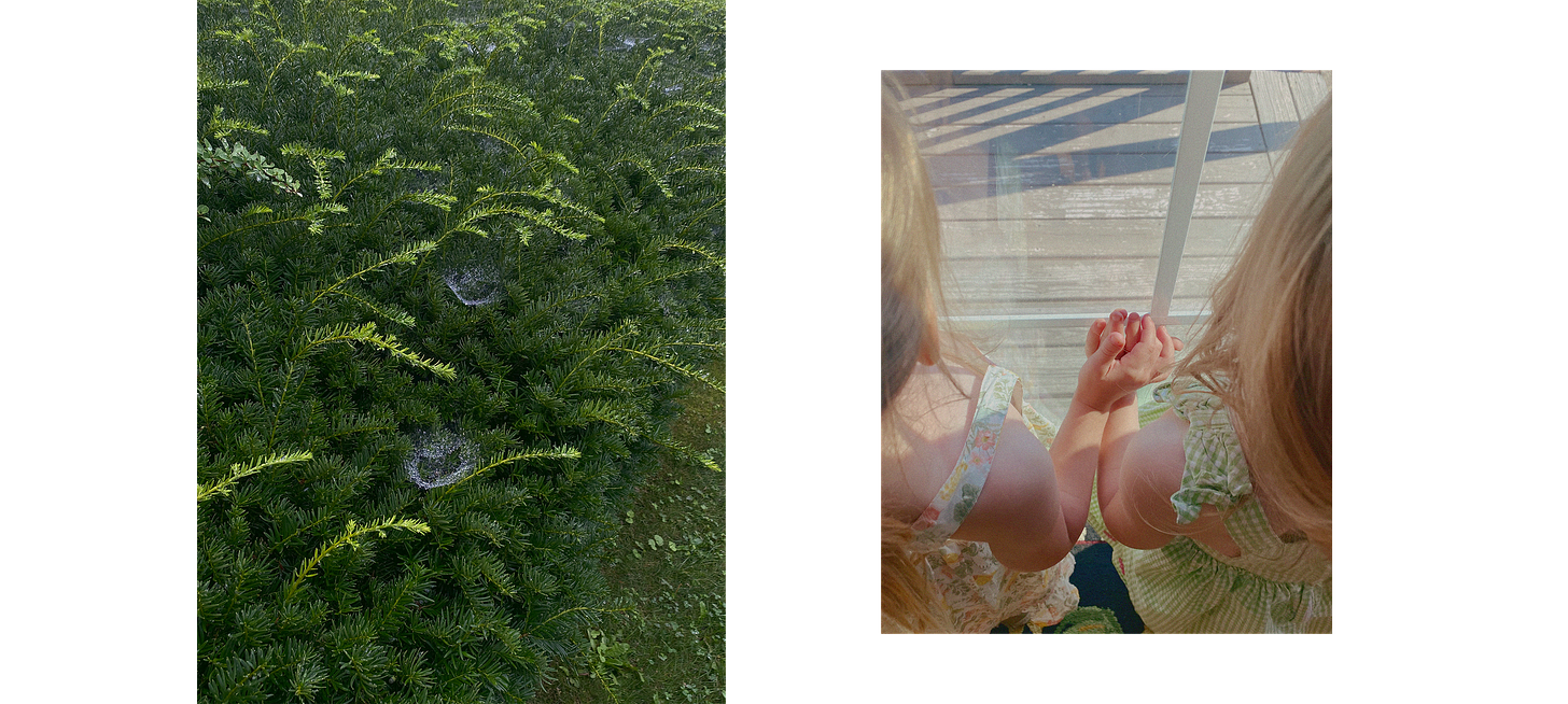 two photographs of different sizes, side by side. On the left, a mostly green photograph showing a bush with dew drops sitting on spider webs between the pine needles. On the right, an imagine of two children of the same size holding hands against a window.