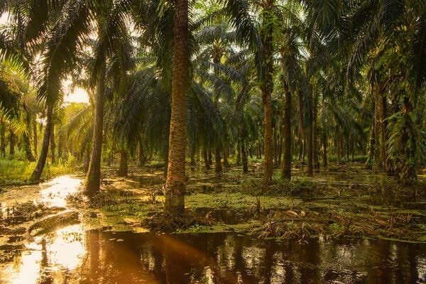 Palm trees, with golden sunlight behind them and swampy water in the foreground. 