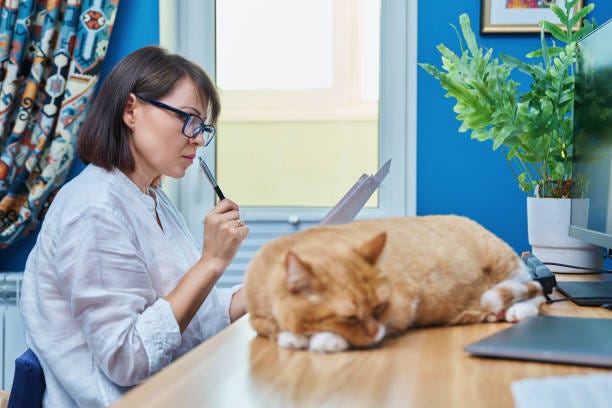 femme mûre travaillant à l’ordinateur dans un bureau à domicile, avec un chat dormant sur une table - contrat assurance signature vétérinaire photos et images de collection